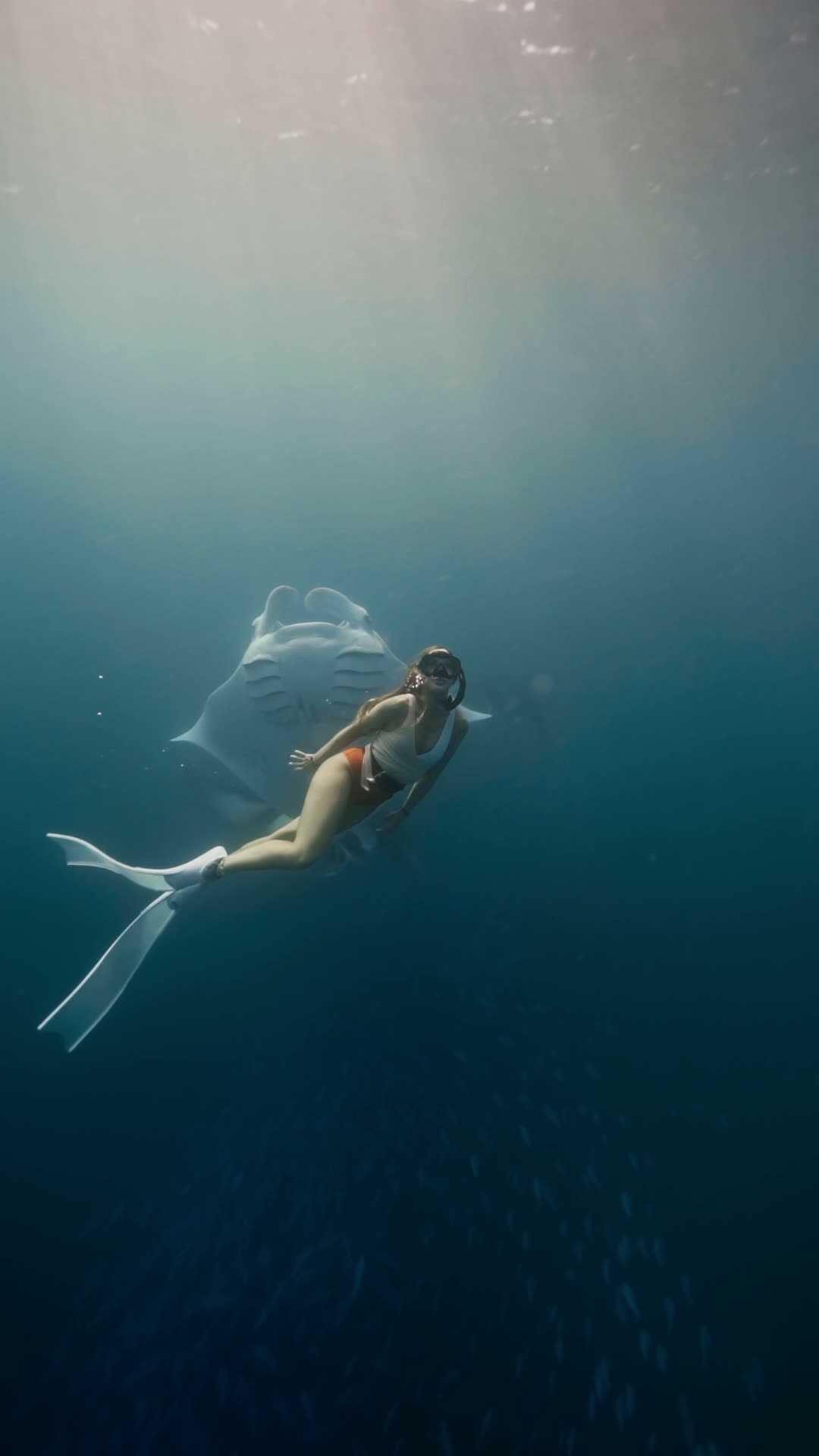 Free-diver swimming beside a manta ray